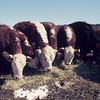 Museum_cattle : 